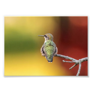 Hummingbird Pose Photo Print Foto Afdruk