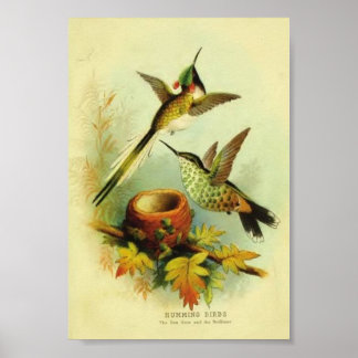  Hummingbird Print