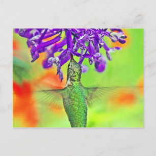 Hummingbird, recht omhoog briefkaart