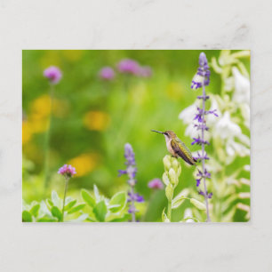 Hummingbird Rest Briefkaart