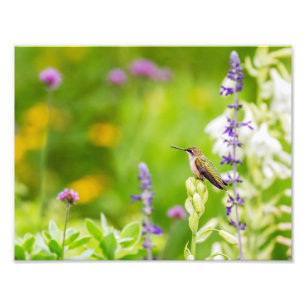 Hummingbird Rest Foto Afdruk