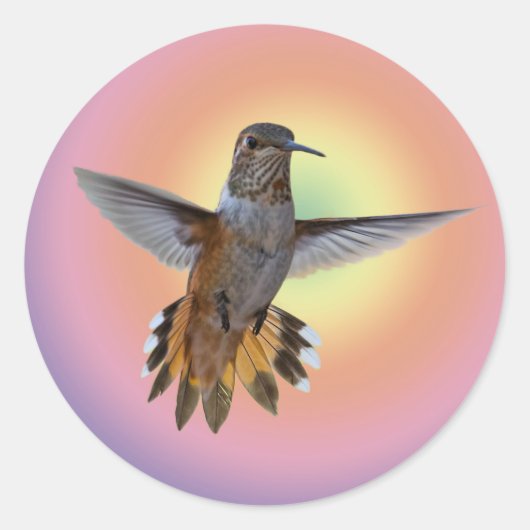 HUMMINGBIRD RONDE STICKER (Voorkant)