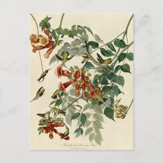 Hummingbird Ruby Throated Audubon Briefkaart (Voorkant)