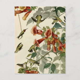 Hummingbird Ruby Throated Audubon Briefkaart