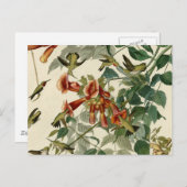 Hummingbird Ruby Throated Audubon Briefkaart (Voorkant / Achterkant)
