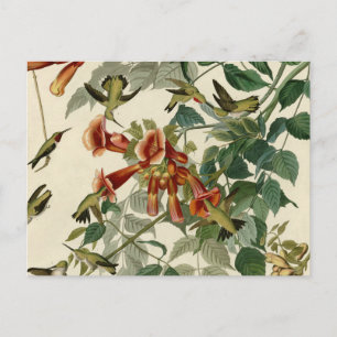 Hummingbird Ruby Throated Audubon Briefkaart