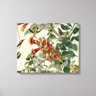 Hummingbird Ruby Throated Audubon Canvas Afdruk