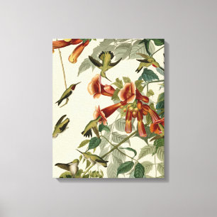 Hummingbird Ruby Throated Audubon Canvas Afdruk
