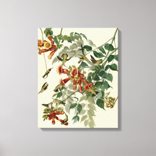 Hummingbird Ruby Throated Audubon Canvas Afdruk