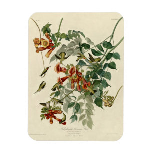 Hummingbird Ruby Throated Audubon Magneet