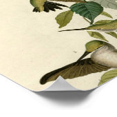 Hummingbird Ruby Throated Audubon Poster (Hoek)