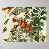 Hummingbird Ruby Throated Audubon Poster (Voorkant)