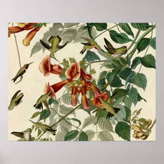 Hummingbird Ruby Throated Audubon Poster (Voorkant)