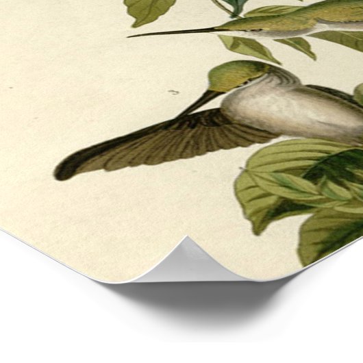 Hummingbird Ruby Throated Audubon Poster (Hoek)