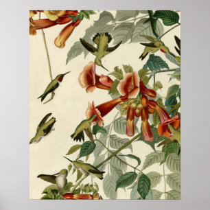 Hummingbird Ruby Throated Audubon Poster