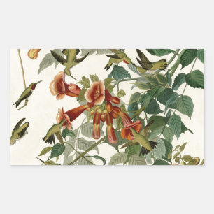 Hummingbird Ruby Throated Audubon Rechthoekige Sticker