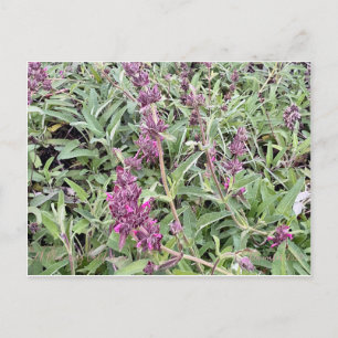 Hummingbird Sage Briefkaart