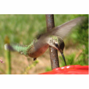 Hummingbird Sculpture Staand Fotobeeldje