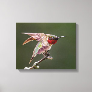 Hummingbird Stretches Fotoprint Canvas Afdruk
