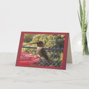 Hummingbird Sympathy Card voor iedereen Kaart