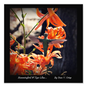 Hummingbird & Tiger Lelies Muurkunst Print door St Foto Afdruk