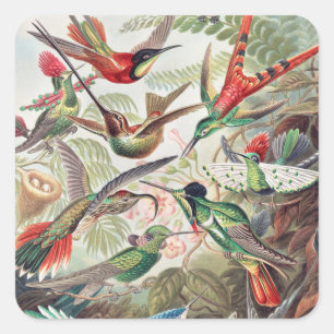 Hummingbird, Trochilidae Kolibris, door Ernst Haec Vierkante Sticker