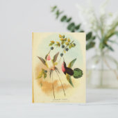 Hummingbird, vogelillustratie, vogelkunst,  briefkaart (Staand voorkant)