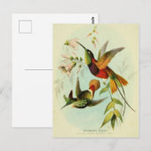 Hummingbird, vogelillustratie, vogelkunst,  briefkaart (Voorkant / Achterkant)