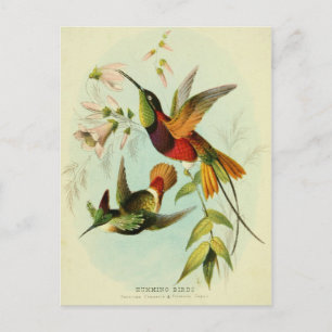 Hummingbird, vogelillustratie, vogelkunst,  briefkaart