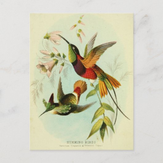 Hummingbird, vogelillustratie, vogelkunst,  briefkaart (Voorkant)