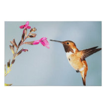 Hummingbird Wild in Natuur
