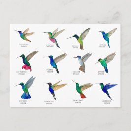 Hummingbirds  Postcard Briefkaart