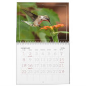 Hummingbirds Tiny Bird Big Attitude Calendrier (Feb 2026)
