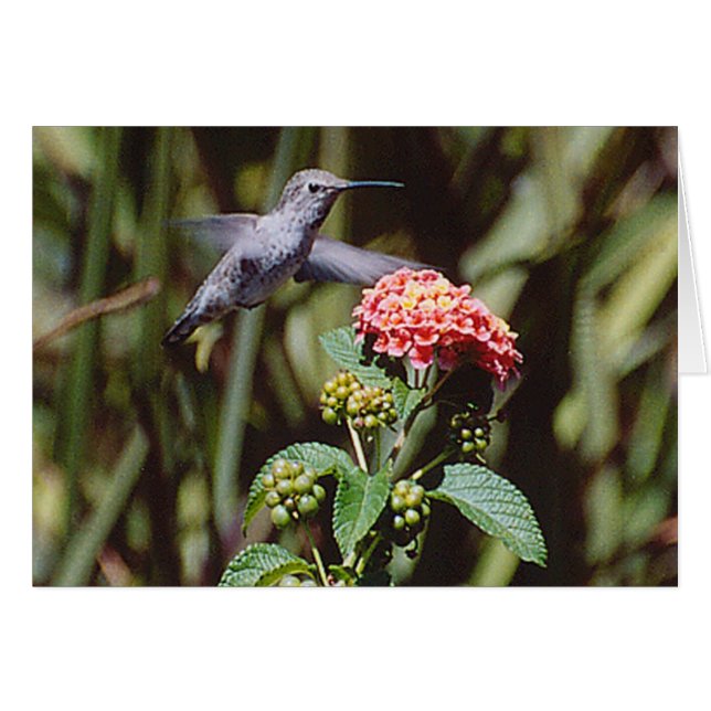 Hummingvogel (Voorkant Horizontaal)