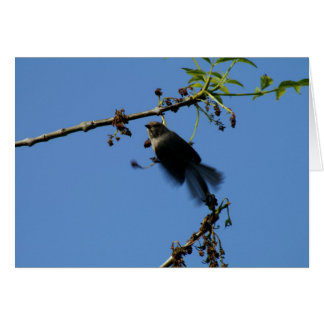 Hummingvogel