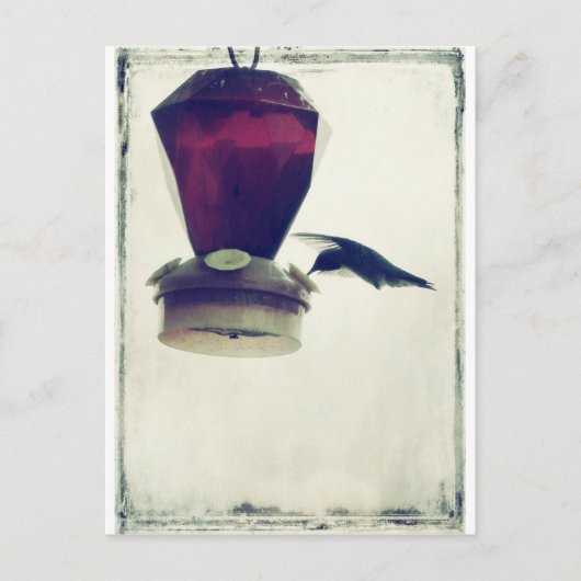 Hummingvogel 2 briefkaart (Voorkant)