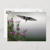 Hummingvogel Briefkaart (Voorkant / Achterkant)