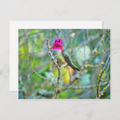 Hummingvogel Briefkaart (Voorkant / Achterkant)