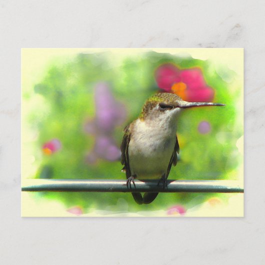 Hummingvogel Briefkaart (Voorkant)