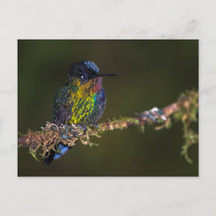 Hummingvogel Briefkaart