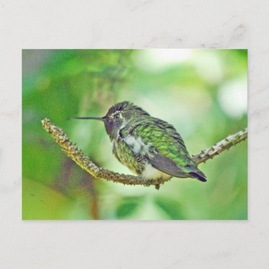 Hummingvogel Briefkaart (Voorkant)