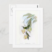 Hummingvogel Briefkaart (Voorkant / Achterkant)