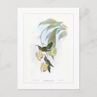 Hummingvogel Briefkaart