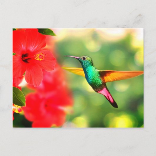 Hummingvogel Briefkaart (Voorkant)