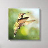 Hummingvogel Canvas Afdruk (Voorkant)