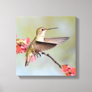 Hummingvogel Canvas Afdruk