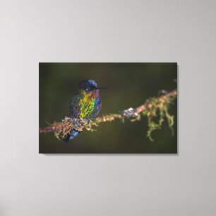 Hummingvogel Canvas Afdruk