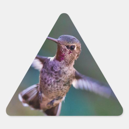 Hummingvogel Driehoek Sticker (Voorkant)