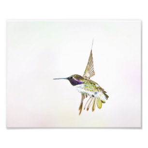 Hummingvogel Foto Afdruk