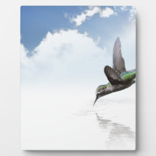 Hummingvogel Fotoplaat